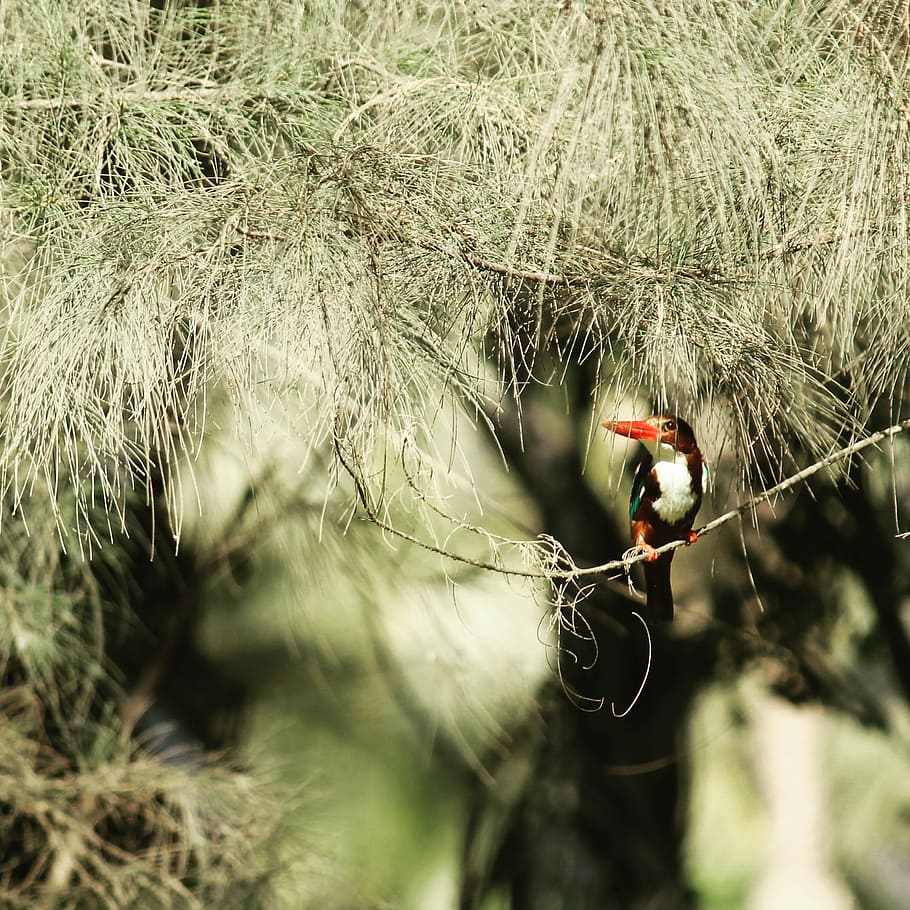 Bird, red beak bird near trees, wildlife, perch, pine, animal HD wallpaper