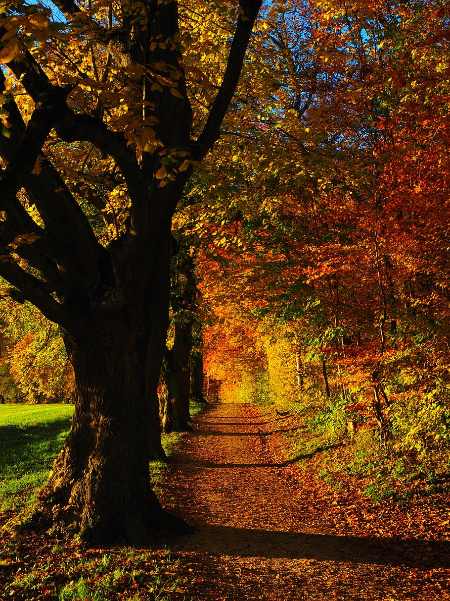 yellow leafed trees, avenue, back light, sun, field, away, sky HD wallpaper