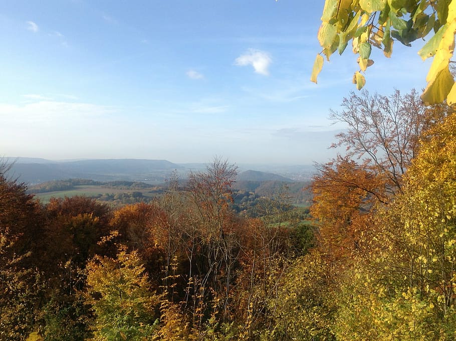 nature, autumn, landscape, trees, colorful, golden autumn, plant HD wallpaper
