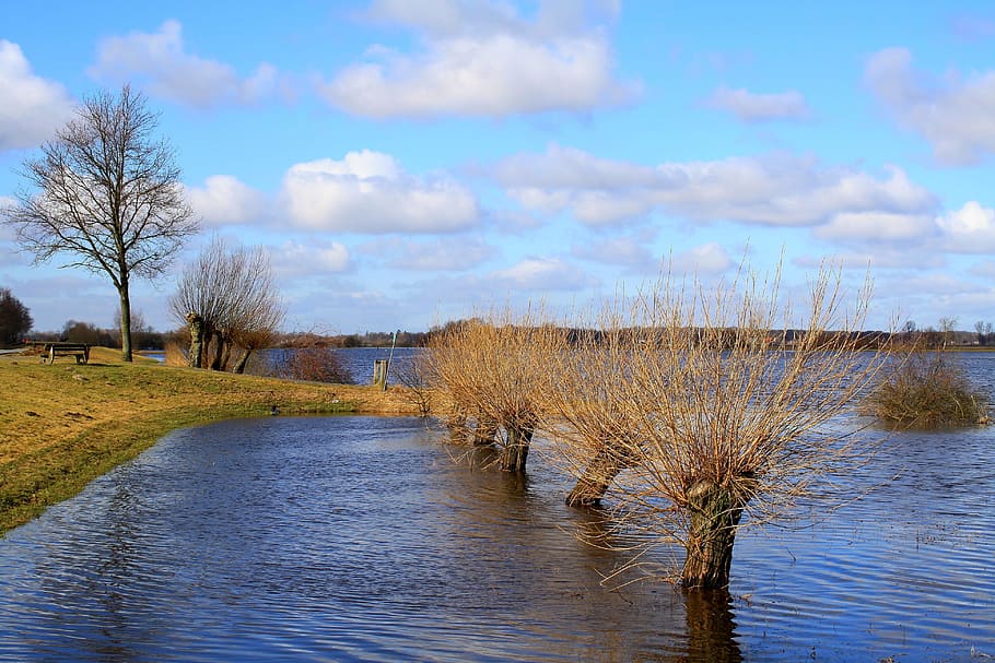 brown wooden bench near bare tree, Flood, Fields, Pasture, Trees HD wallpaper