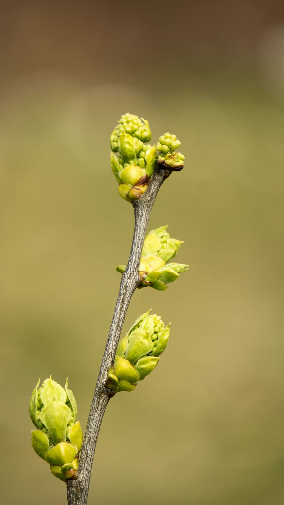 Spring, Life, Nature, takeshi, bud, images, plant, growth, green color HD wallpaper