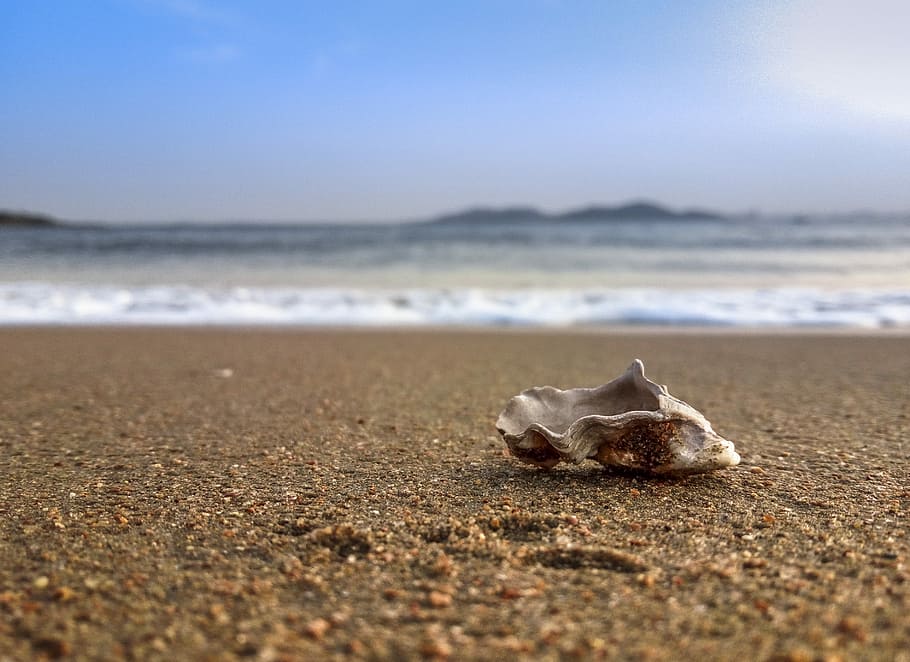 close-up photography of shell beside seashore, brown shell on sand HD wallpaper