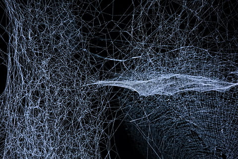 network everything, spider web, art, dark, cobweb, webbing, abstract HD wallpaper