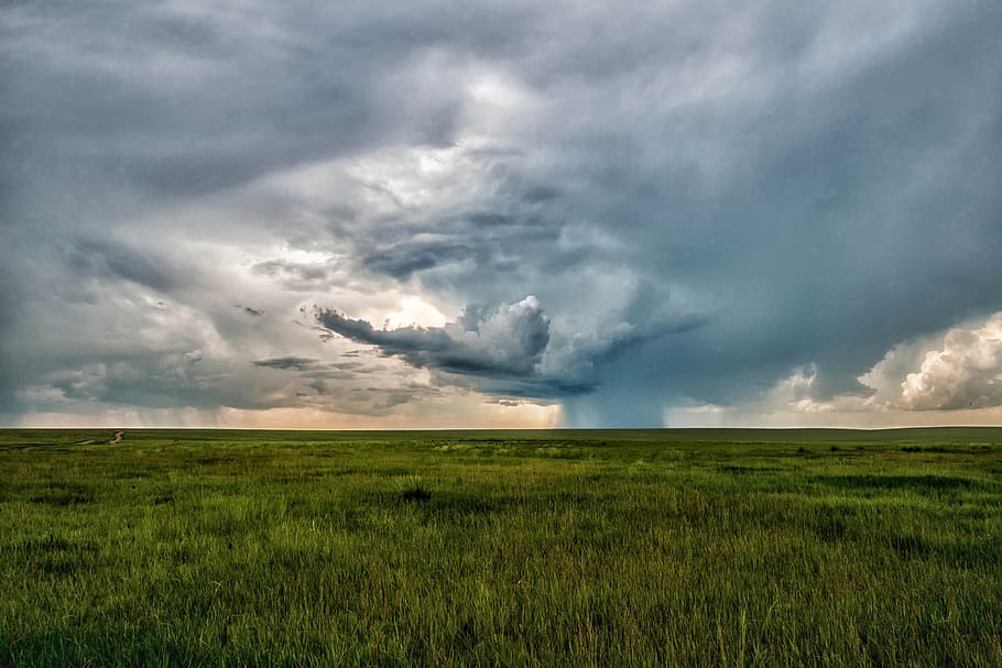 green grass field during daytime, landscape, mongolia, horizon HD wallpaper