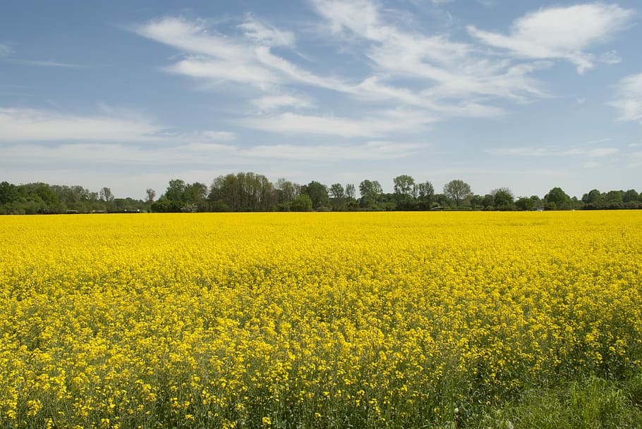 nature, landscape, rapeseed oil, field of rapeseeds, plant, HD wallpaper