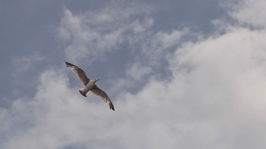brown and white bird during day time, seagull in flight under blue sky HD wallpaper