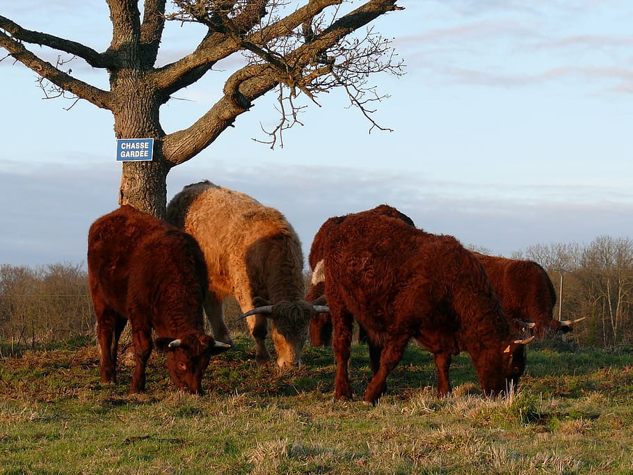 herds, breeding, cattle, pasture, france, fields, animals, brown cow HD wallpaper