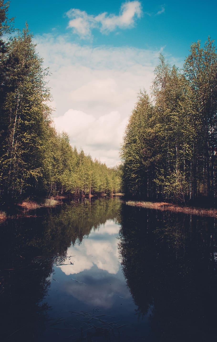 calm river surrounded by trees during daytime, water, landscape HD wallpaper