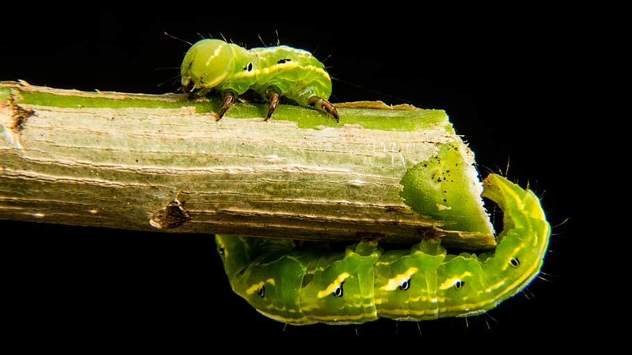 Caterpillar, Close, green, one animal, green color, animal wildlife HD wallpaper