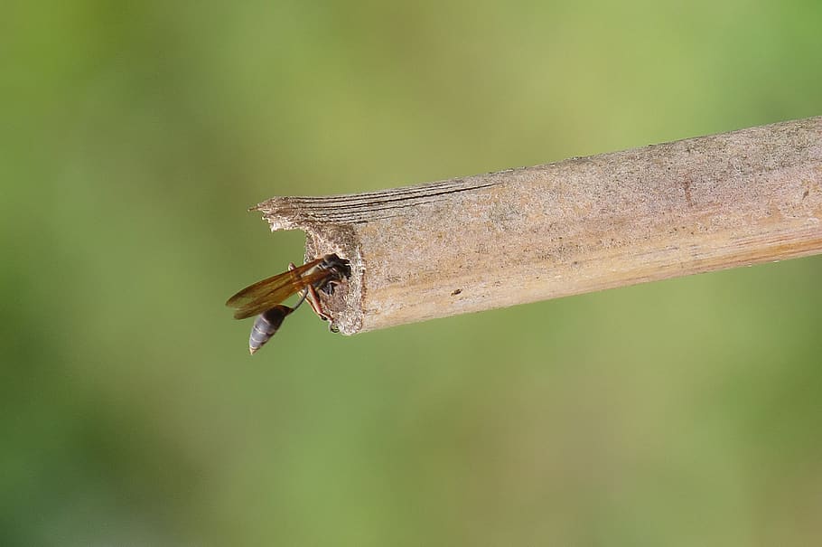 image, insect macro, wasp, nature, animals in the wild, animal wildlife HD wallpaper