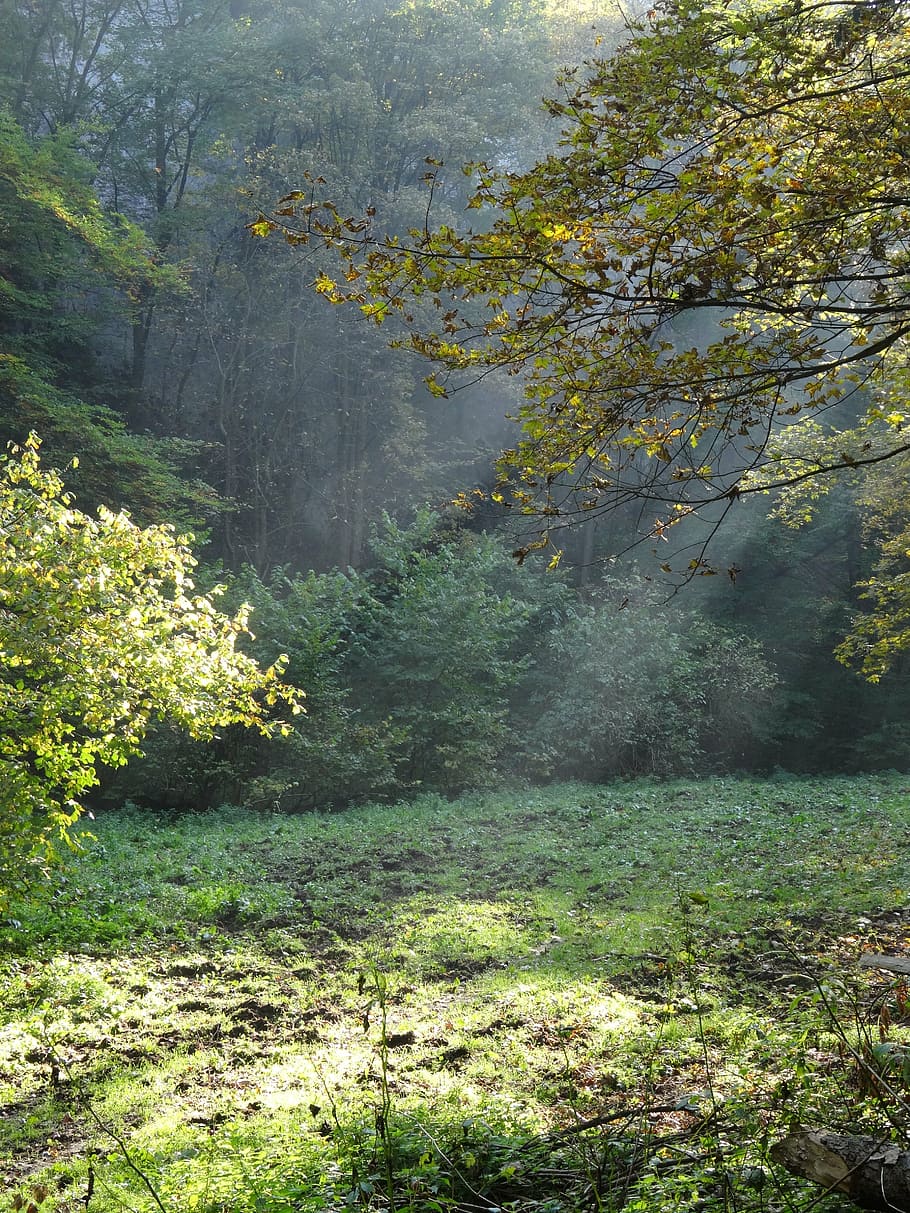 light, nature, park, spring, forest, trees, plant, land, tranquility HD wallpaper