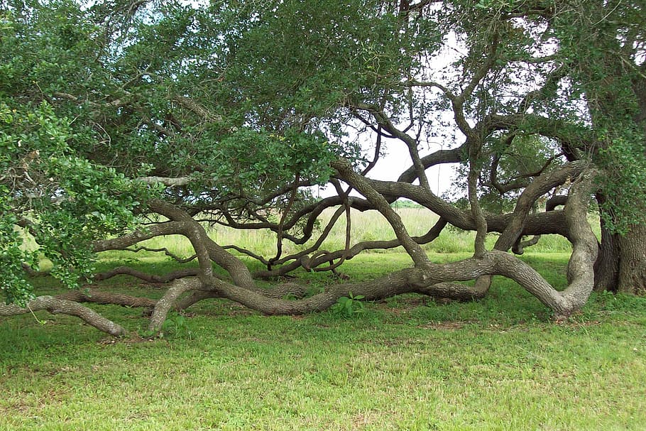 Growing, Old, Trees, Pretty, green, different, outside, park HD wallpaper