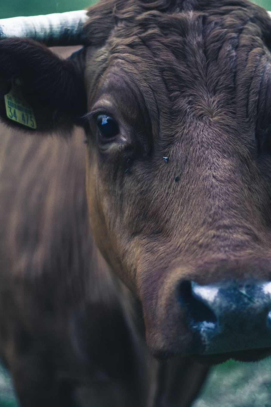 close up photo of black coaw, animal, nature, cattle, cow, mammal HD wallpaper