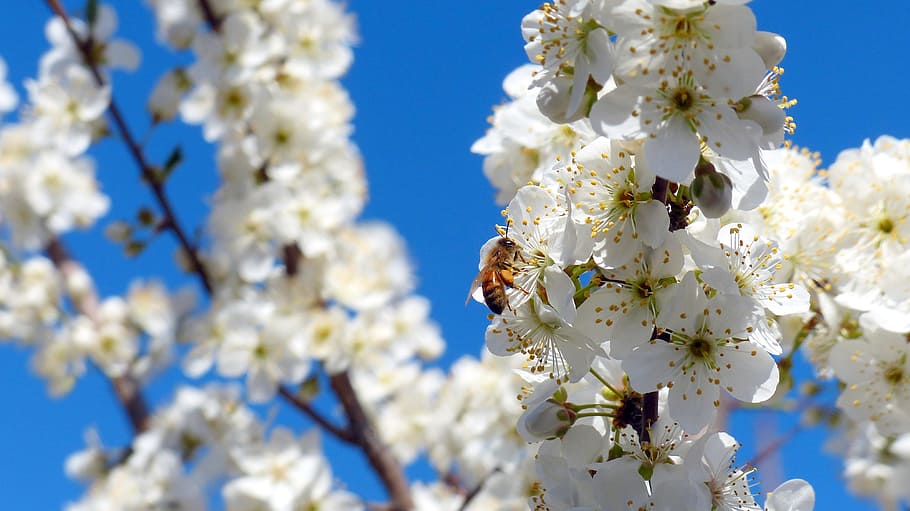 tree, plum, blossoms, insect, honey bee, flower, flowering plant HD wallpaper