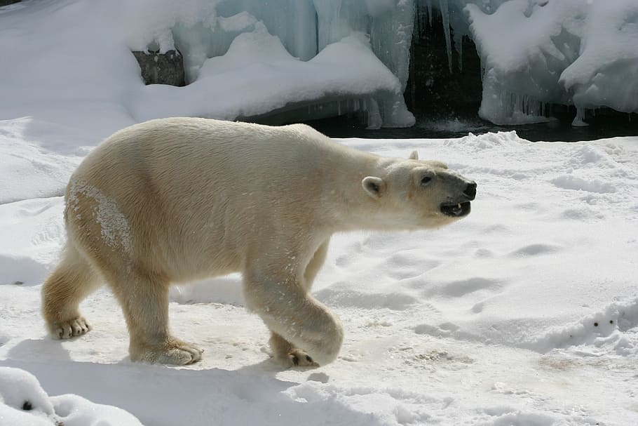 polar bear walking on snow, terrain, zoo, white, mammal, wildlife