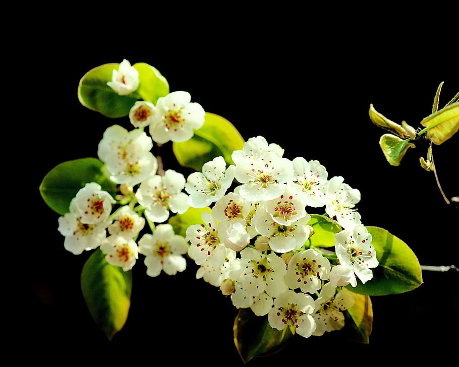 Spring, Flowers, Beauty, black background, no people, close-up HD wallpaper