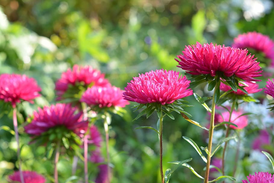 astra, aster, pink, nature, garden, flowers, flowering, blooms HD wallpaper