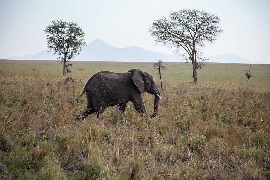 black elephant walking on green grass field during daytime, black elephant walking on safari HD wallpaper