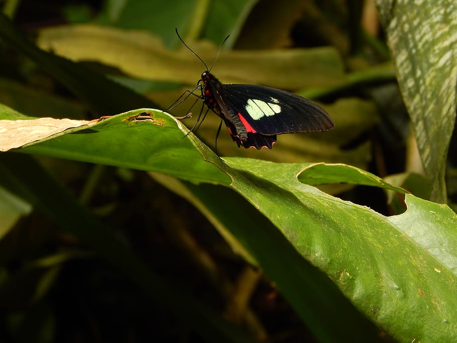 butterfly, green, invertebrate, insect, animal wildlife, animal themes HD wallpaper