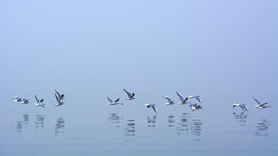reflection of flying birds on calm water, fog, seagull, mirroring HD wallpaper