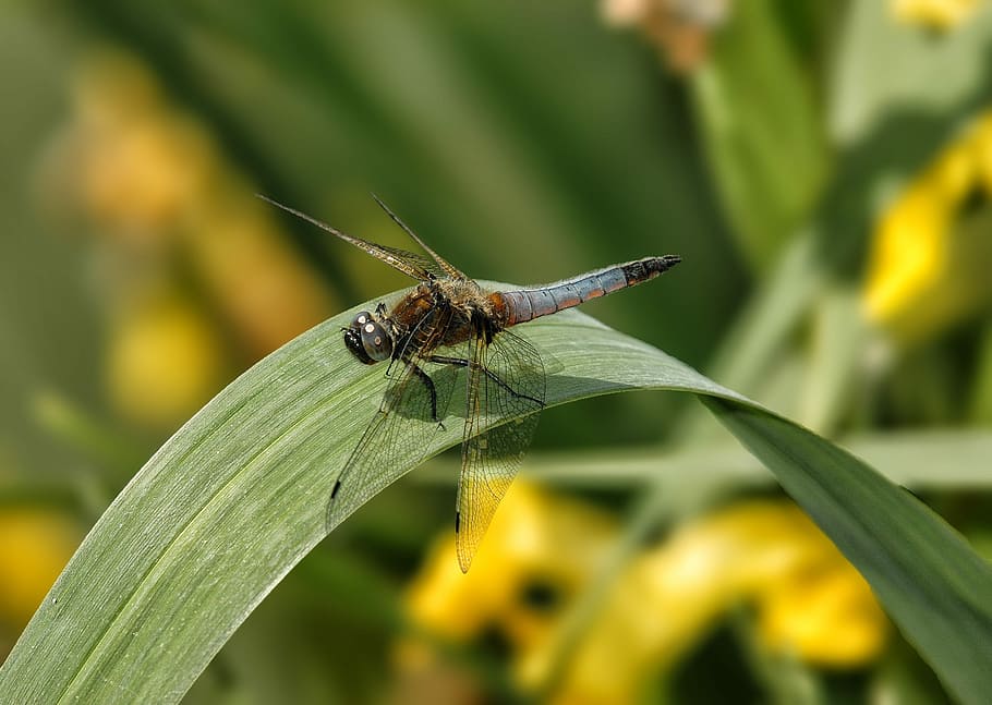 Dragonfly, Insect, Pond, Leaf, Macro, nature, animal, one animal HD wallpaper