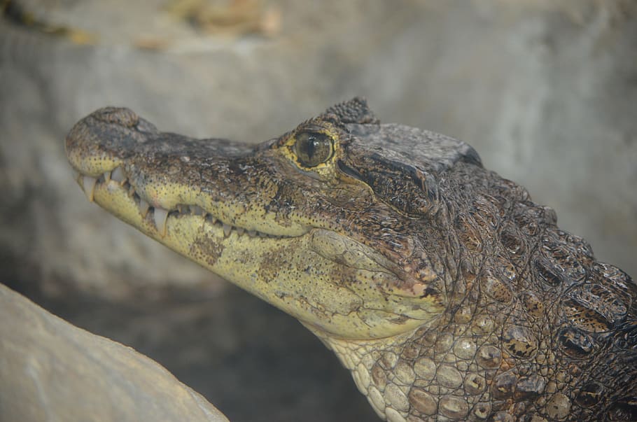 crocodile, caiman, young, reptile, one animal, animal themes HD wallpaper