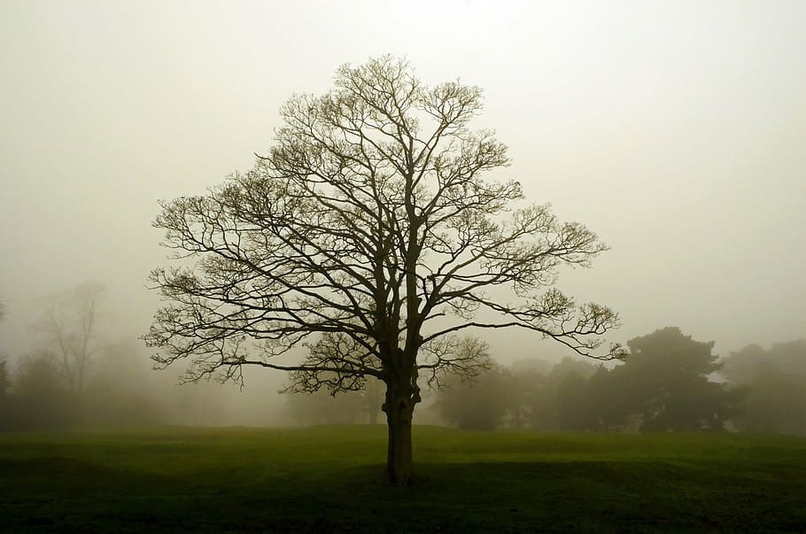 fog, landscape, tree, trees, seasons, england, branch, branches HD wallpaper