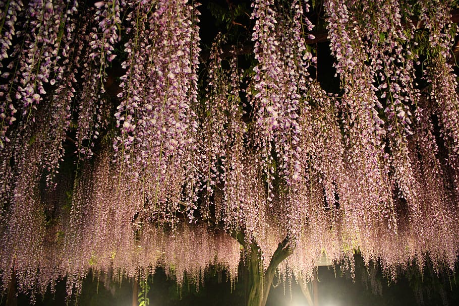 Wisteria 1080P, 2K, 4K, 5K HD wallpapers free download | Wallpaper Flare