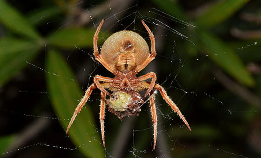 selective focus photography of brown barn spider on web, orb spider HD wallpaper