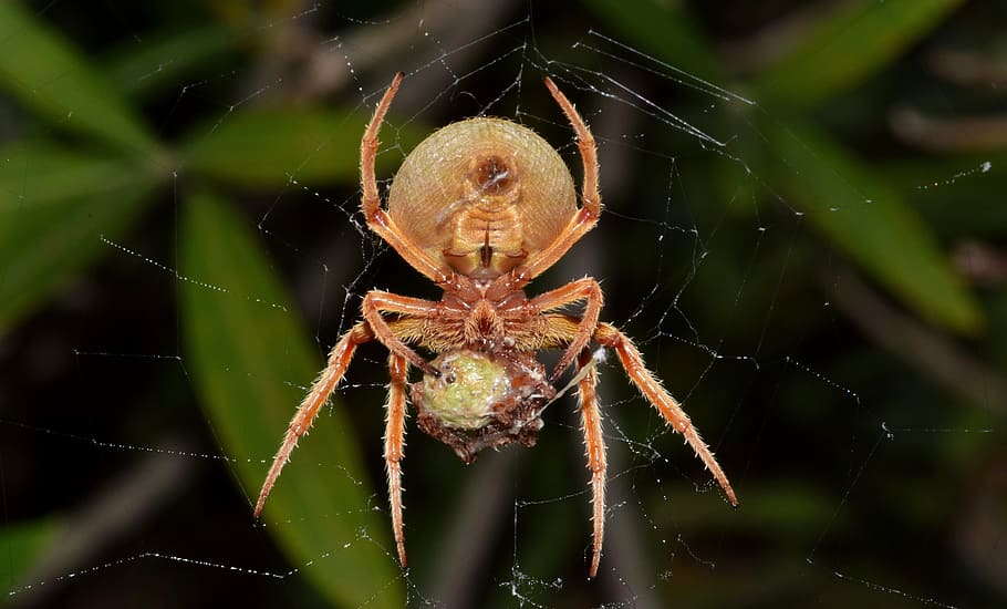 selective focus photography of brown barn spider on web, orb spider HD wallpaper