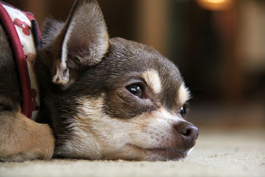selective focus photography of black chihuahua, dog, puppy, sad
