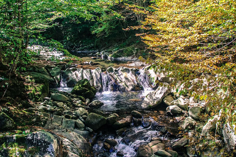 bulgaria, forest, river, rock, water, tree, flowing water, motion HD wallpaper