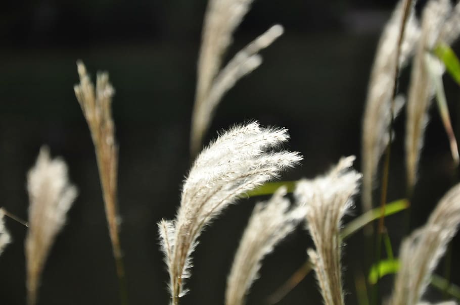nature, the sun, grass, plant, growth, close-up, agriculture HD wallpaper