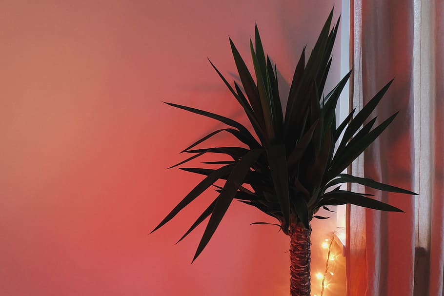 green leafed plant beside curtain, palm tree, room, decor, no people HD wallpaper