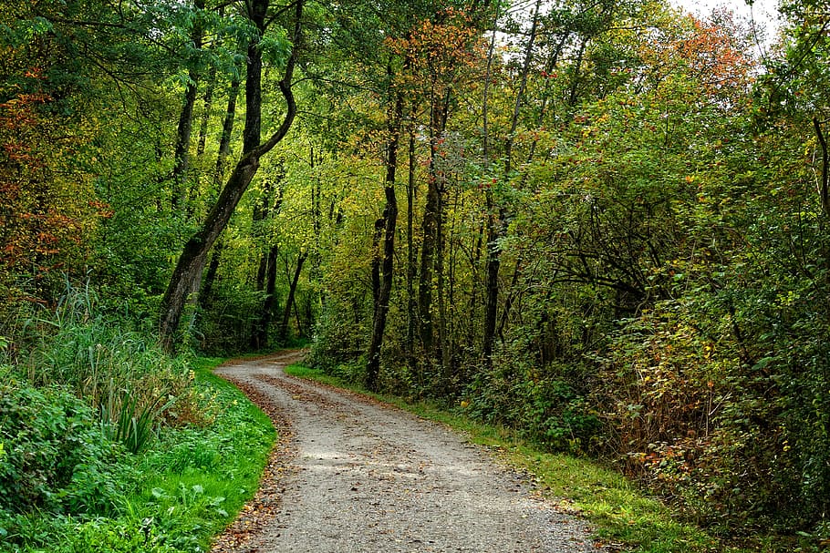 road between green leafed trees during daytime, away, lane HD wallpaper