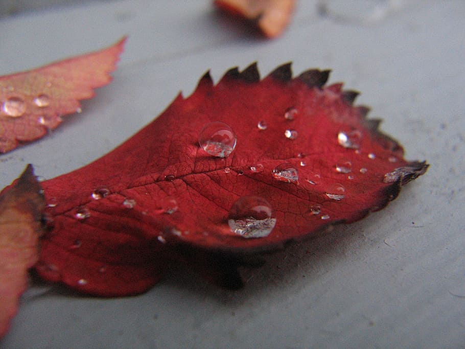 leaf, fall, water, drop, macro, red, autumn, close-up, no people HD wallpaper