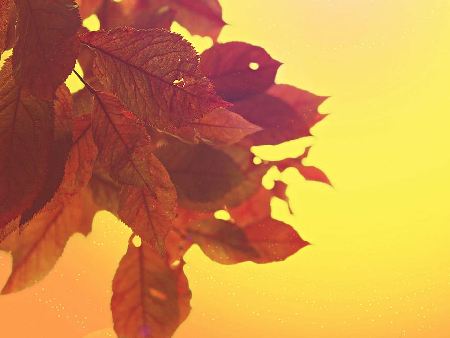 red leaves wallpaper, sky, tree, nature, mood, spring, branch HD wallpaper