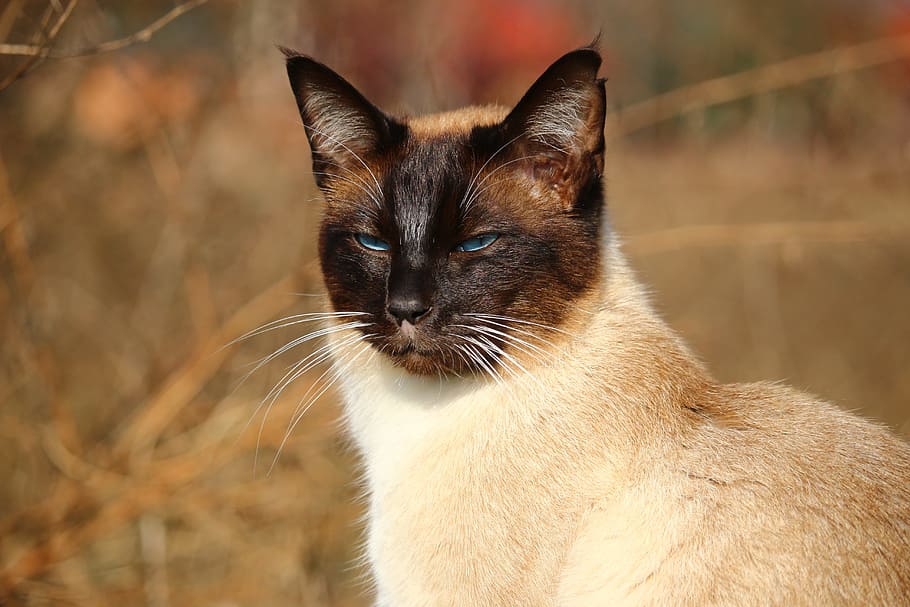 cat, siamese cat, breed cat, cat portrait, mieze, moustache HD wallpaper
