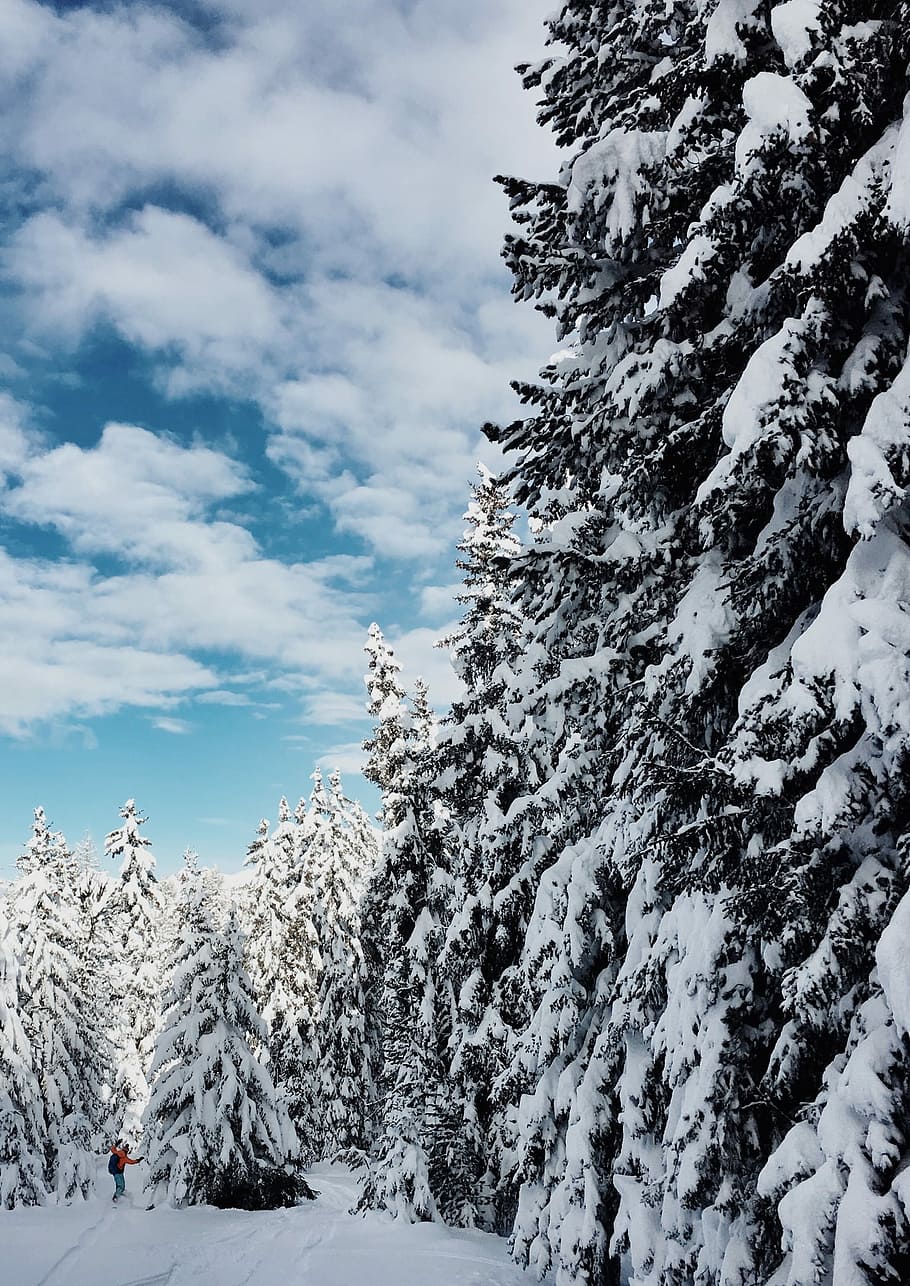 Home, person riding ski blade near tall trees filled of snow at daytime HD wallpaper