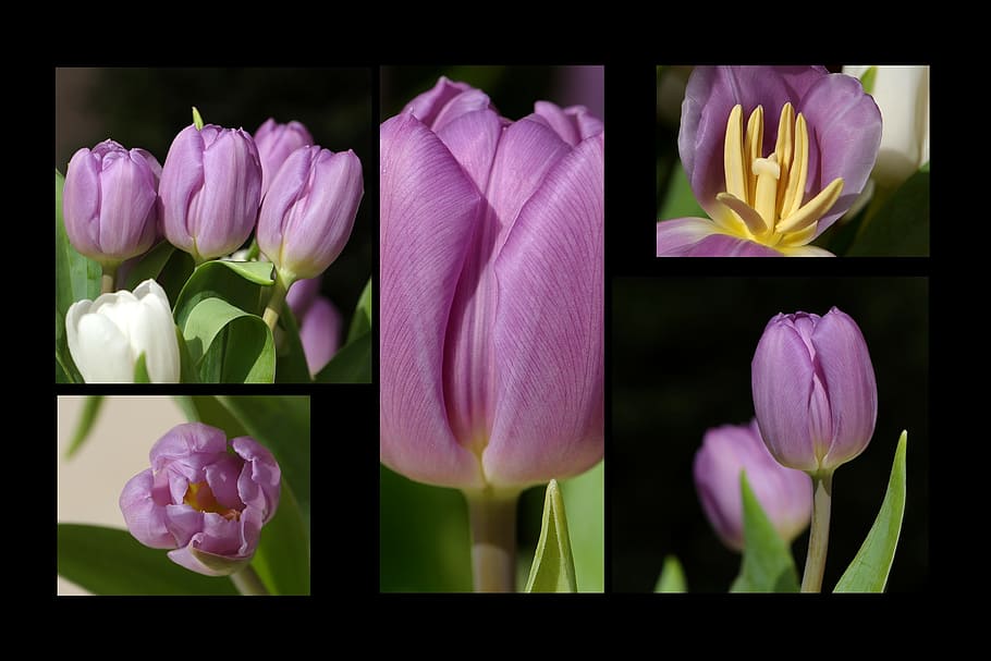 tulips, tulipa, flowers, spring, spring flower, collage, flowers collage, HD wallpaper