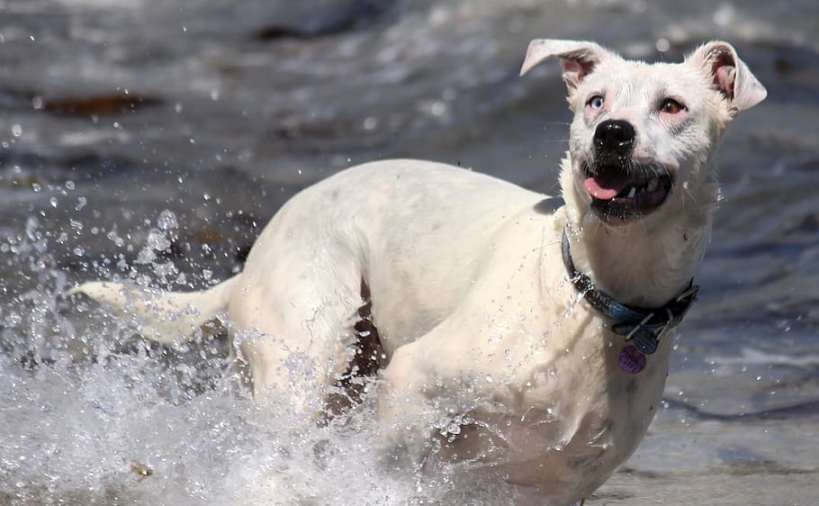 adult white dog on the body of water photography, Action, Play HD wallpaper
