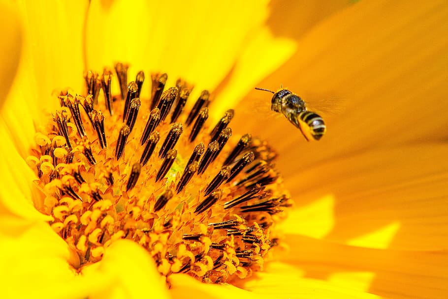 bee, pollen, flower, approach, insect, nature, macro, plant HD wallpaper