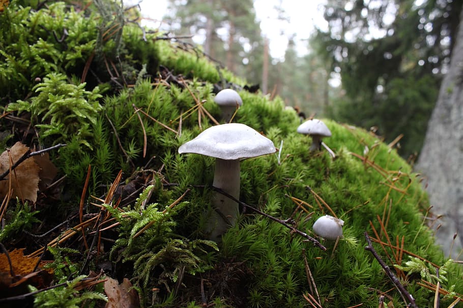 mushroom, lawn, white, leaf, plant, growth, tree, fungus, nature HD wallpaper