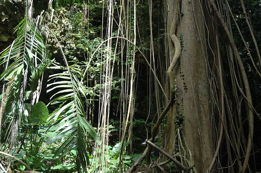 green leaf trees inside forest at daytime, vine, jungle, belize HD wallpaper
