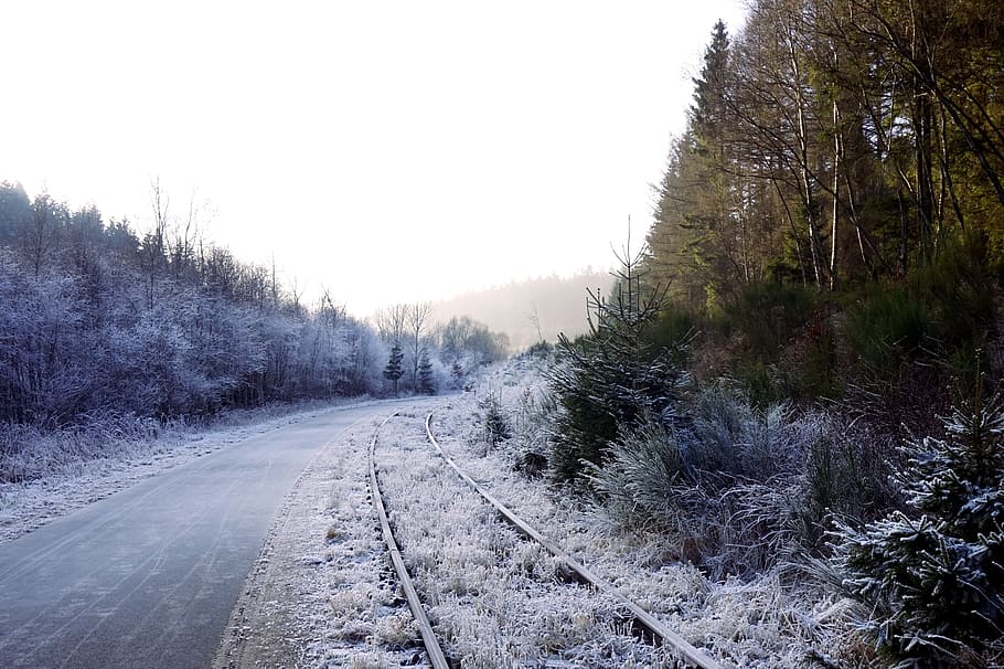 Forest, Winter, Away, Snow, seemed, trees, nature, landscape HD wallpaper