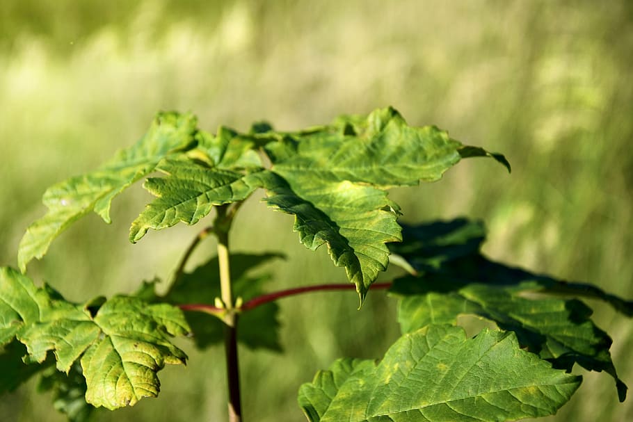 leaf, plant, green, plant part, green color, growth, nature HD wallpaper