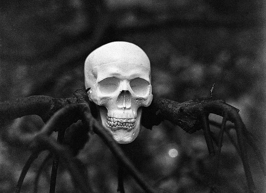 selective focus photography of human skull on twig, tree, halloween