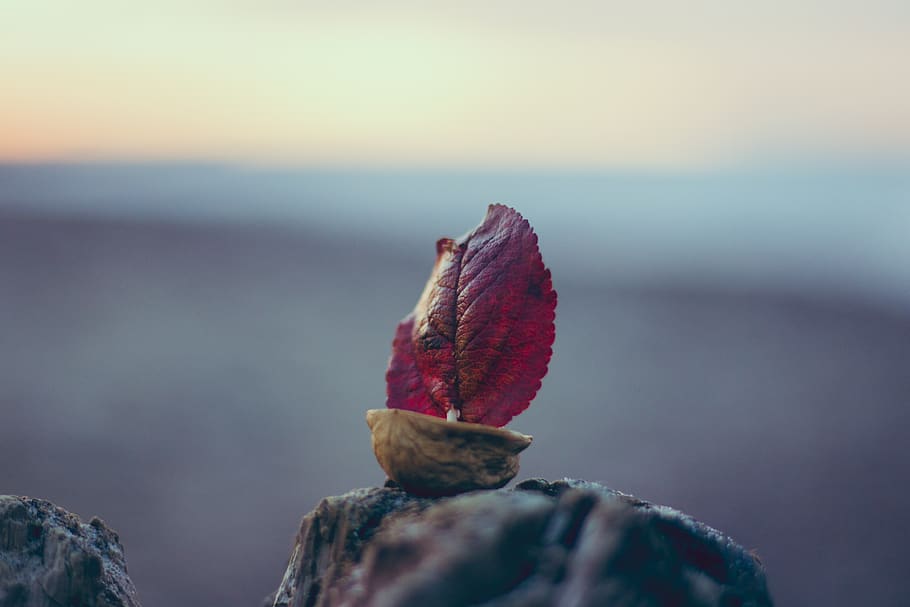 korablik, sea, sunset, stroll, close-up, nature, selective focus HD wallpaper