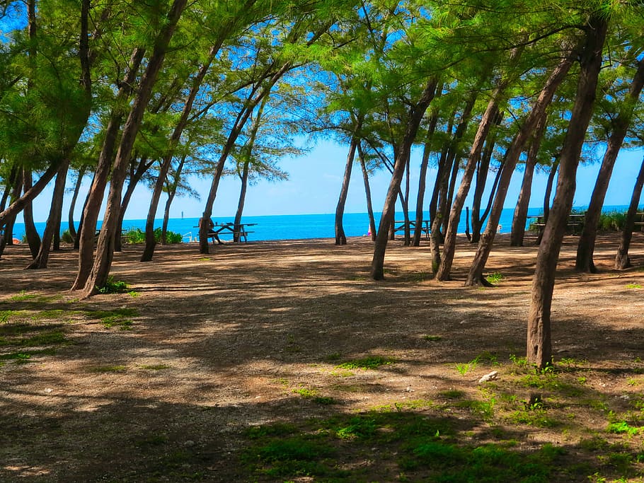 Beach, Tree, Landscape, Sand, Nature, rest, holiday, sunny day HD wallpaper