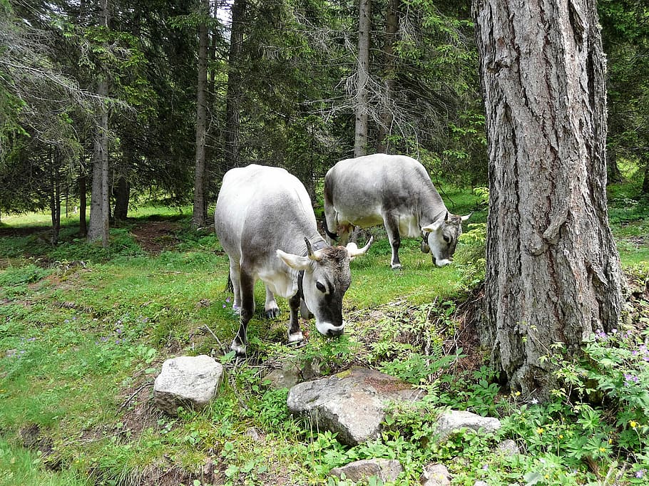 Animals, Cows, Alm, Nature, Forest, outdoors, mammal, rural Scene HD wallpaper